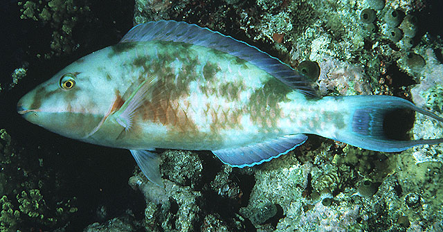 Hipposcarus harid (Pesce pappagallo a muso lungo)